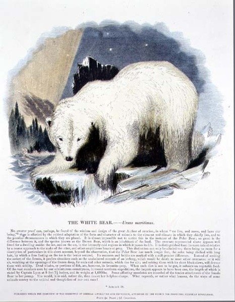 Der weiße Bär (Ursus maritimus) von Josiah Wood Whymper