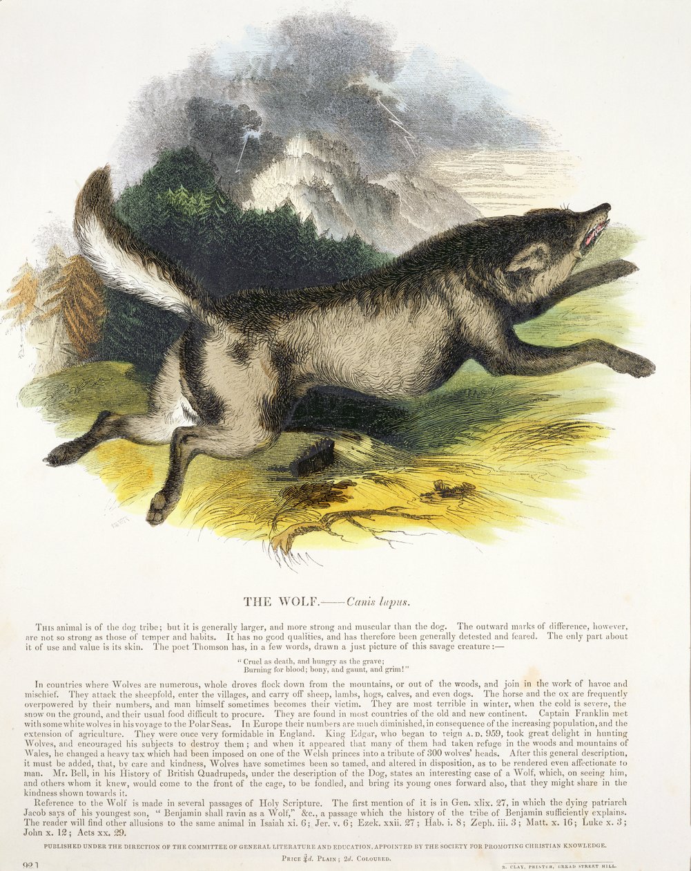 Der Wolf (Canis lupus) von Josiah Wood Whymper
