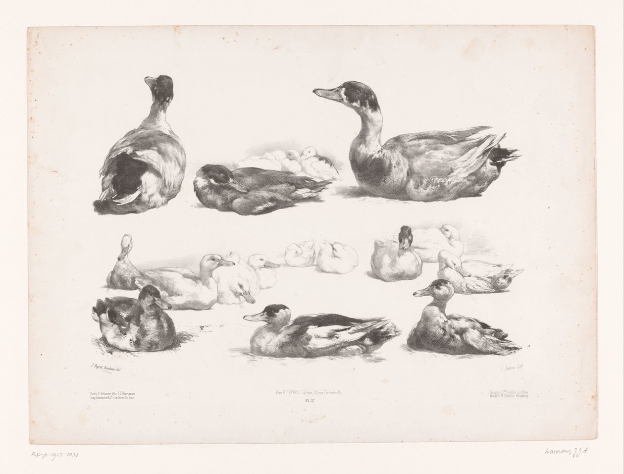 Studien von Gruppen liegender Enten von Jules Joseph Augustin Laurens