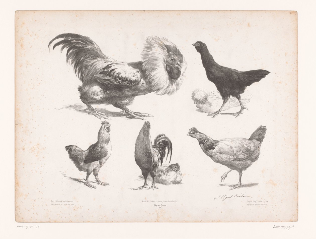 Studien von verschiedenen Hühnerarten Tierstudien Petites études d