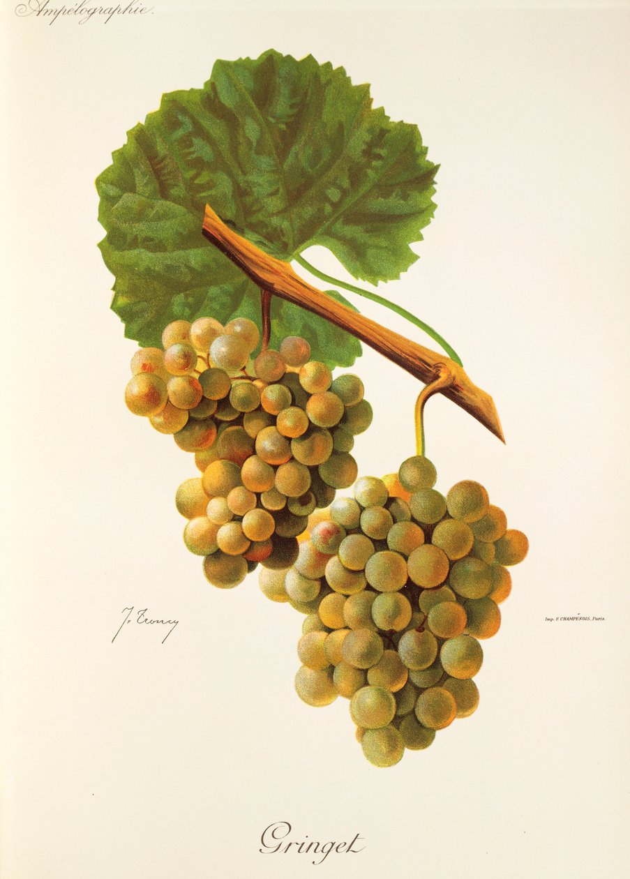 Gringet-Traube von J. Troncy von Jules Troncy