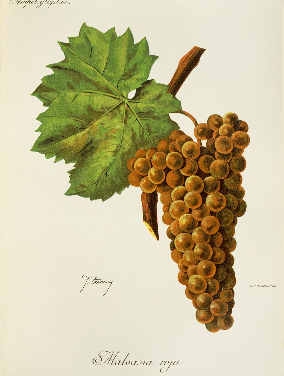 Malvasia-Roja-Traube von J. Troncy von Jules Troncy