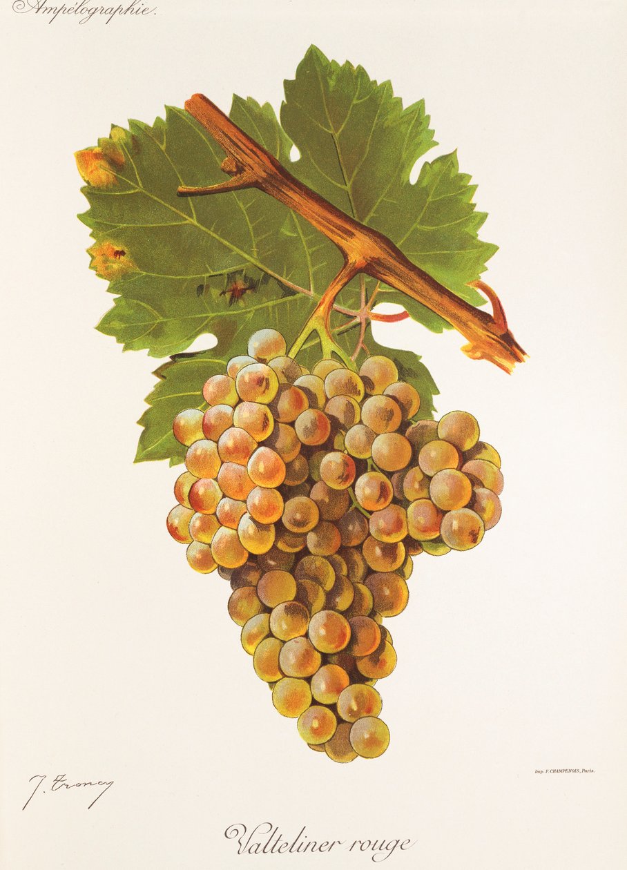 Valteliner Rouge-Traube von Jules Troncy