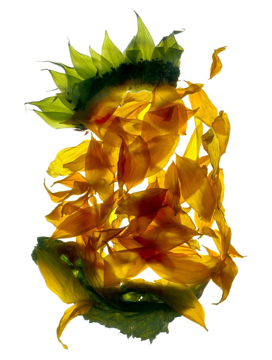 Chiquita Sonnenblume von Julia McLemore