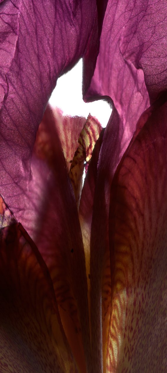 Iris-Schrein Lila, 2011 von Julia McLemore