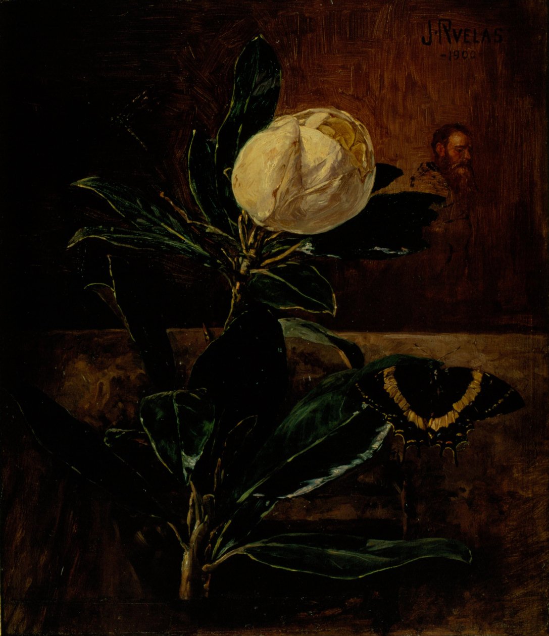 Die Magnolie von Julio Ruelas