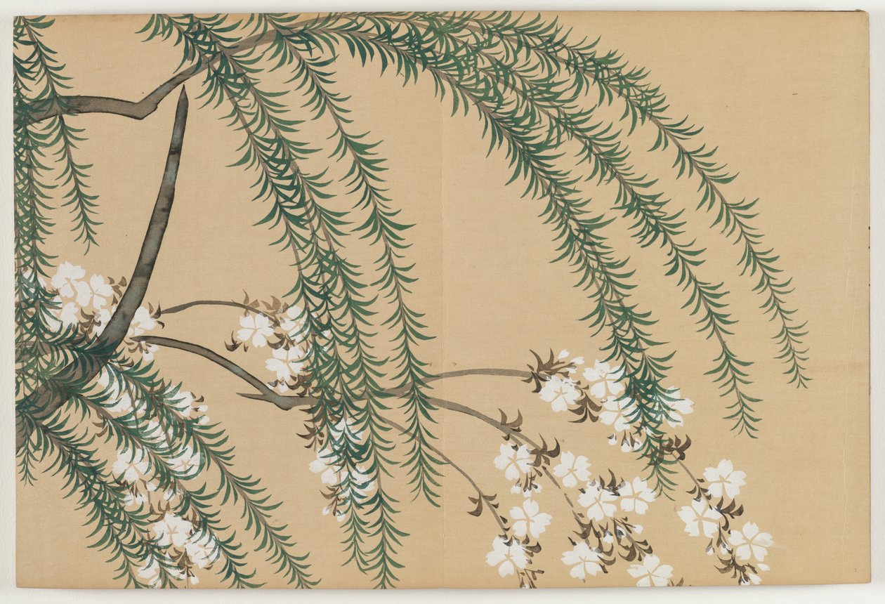 Blumen von hundert Welten (Momoyogusa): Weide und Kirsche von Kamisaka Sekka
