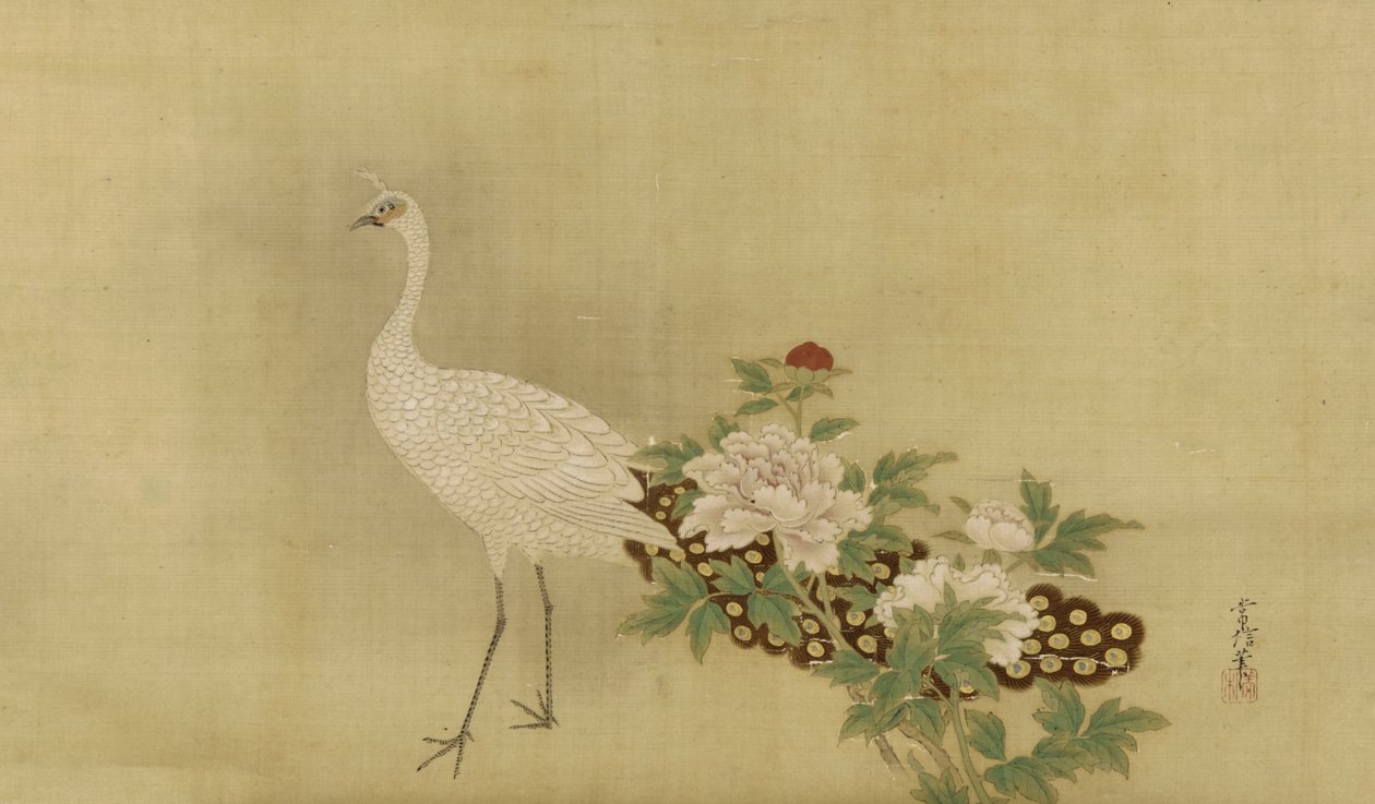 Weißer Pfau und Pfingstrosen, Edo-Periode, Mitte 17. bis Anfang 18. Jahrhundert von Kano Tsunenobu