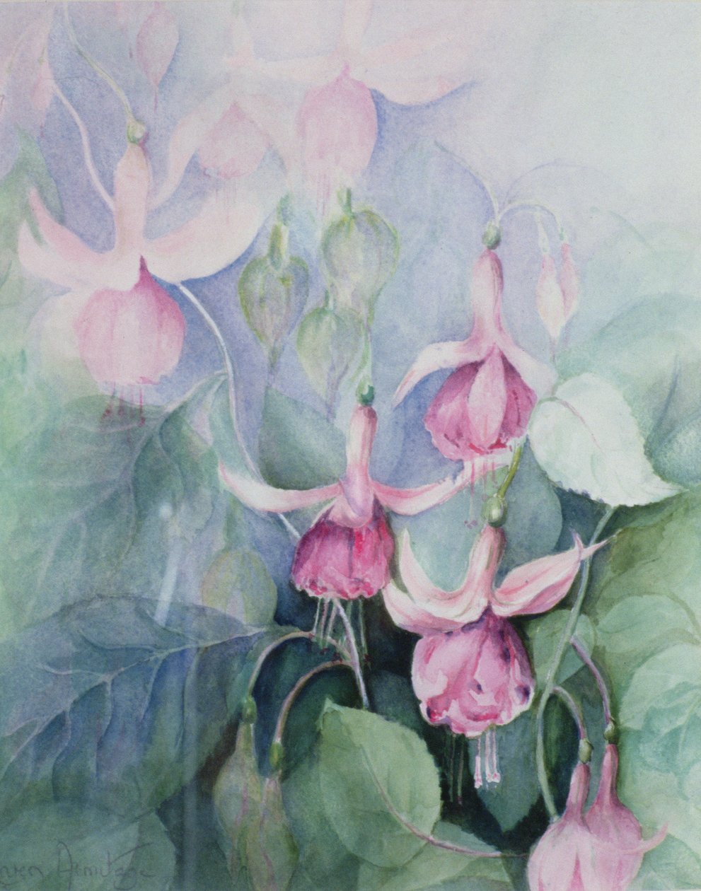 Fuchsie, rosa Kutscher von Karen Armitage