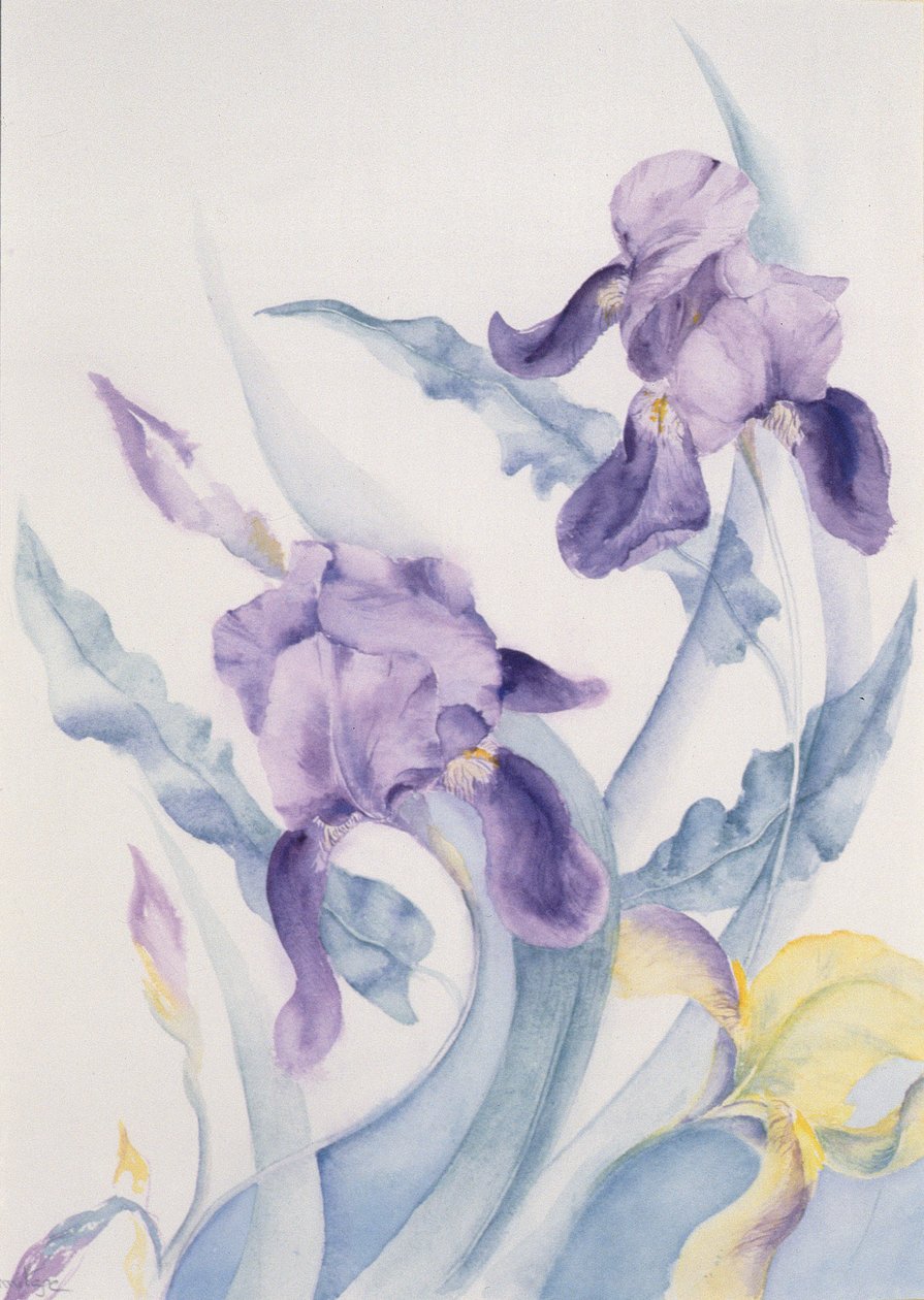 Iris, blaue Stute von Karen Armitage