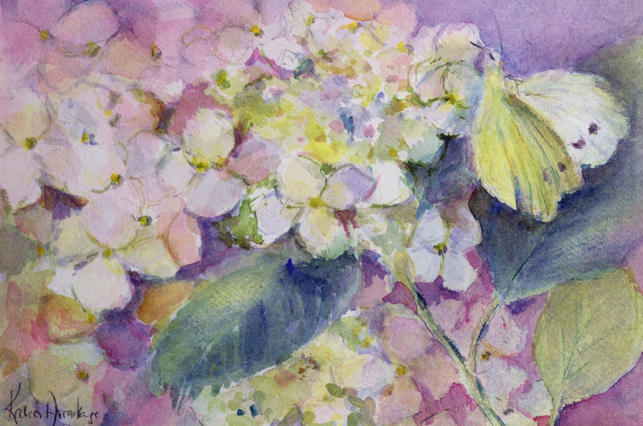 Helle Gelbling, Colias Hyale auf Hortensie von Karen Armitage