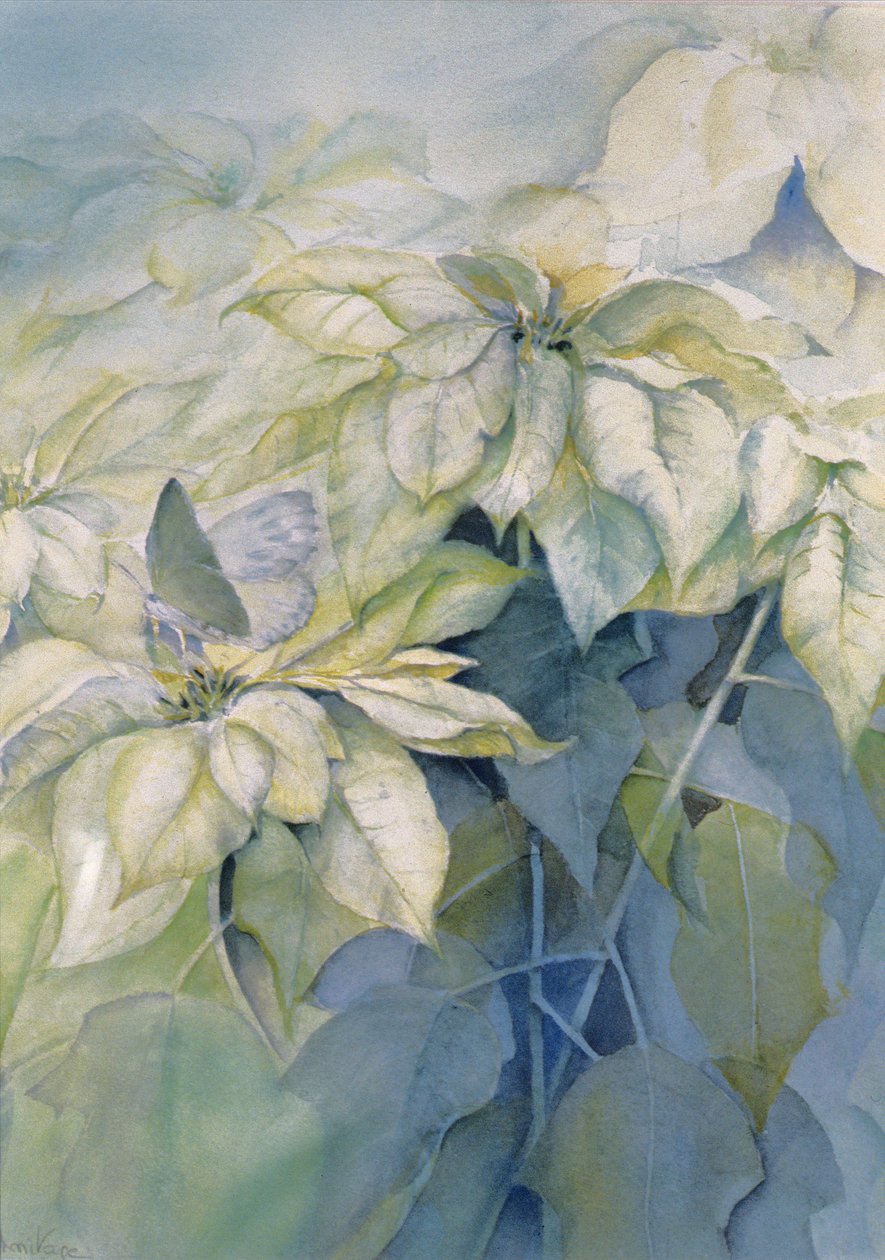 Weiße Weihnachtsstern (vertikal) von Karen Armitage