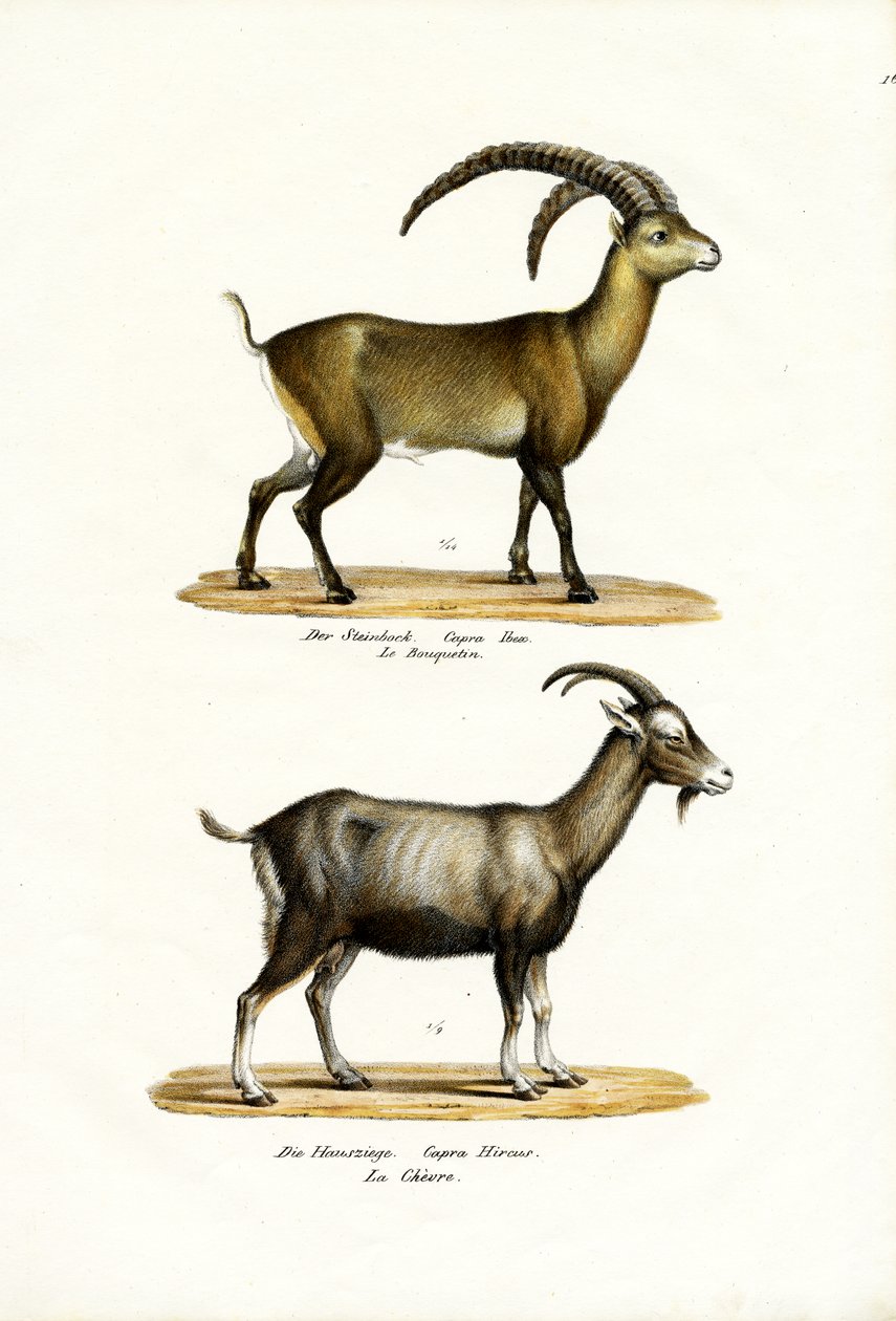 Steinbock, 1824 von Karl Joseph Brodtmann