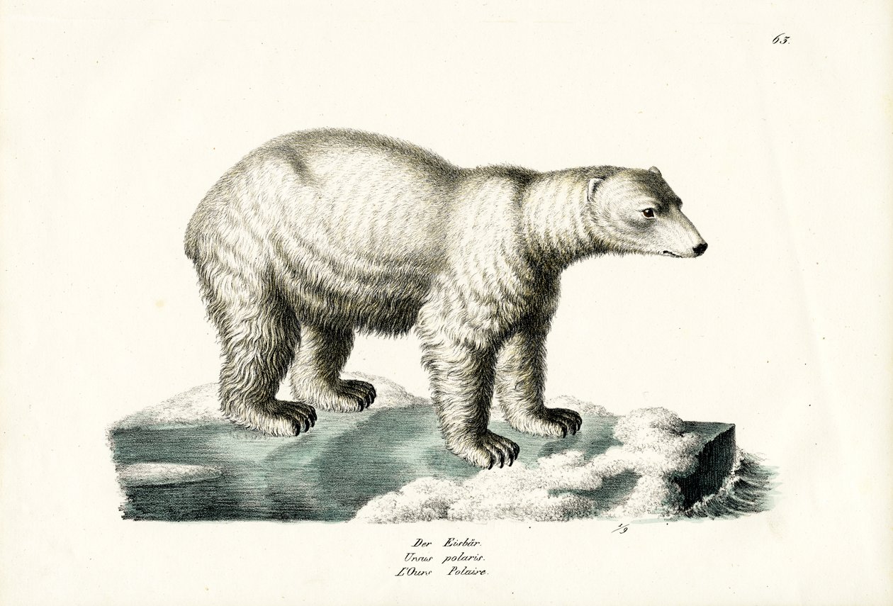 Eisbär, 1824 von Karl Joseph Brodtmann