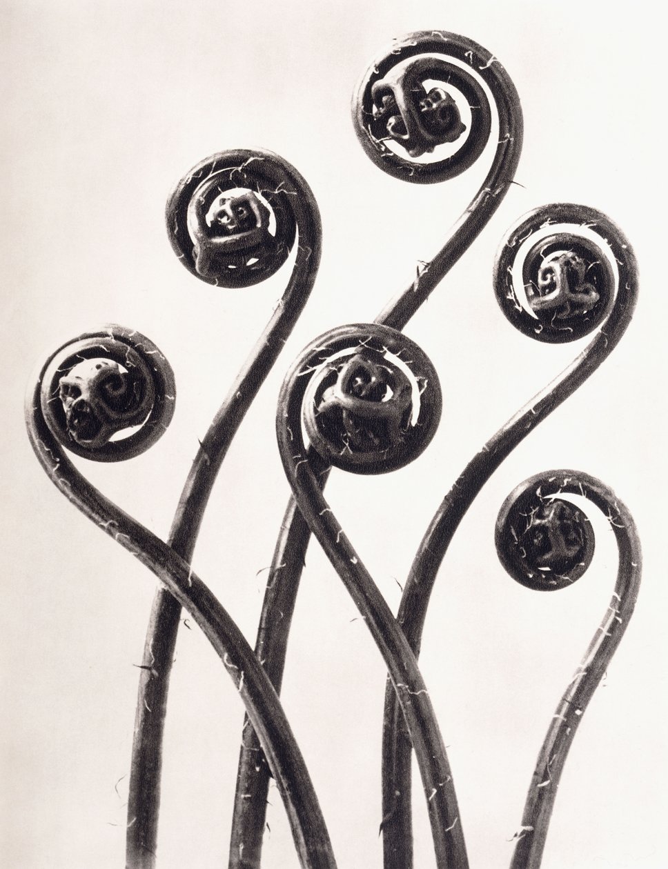 Adiantum Pedatum - Amerikanischer Frauenhaarfarn, junge aufgerollte Wedel achtfach vergrößert von Karl Blossfeldt
