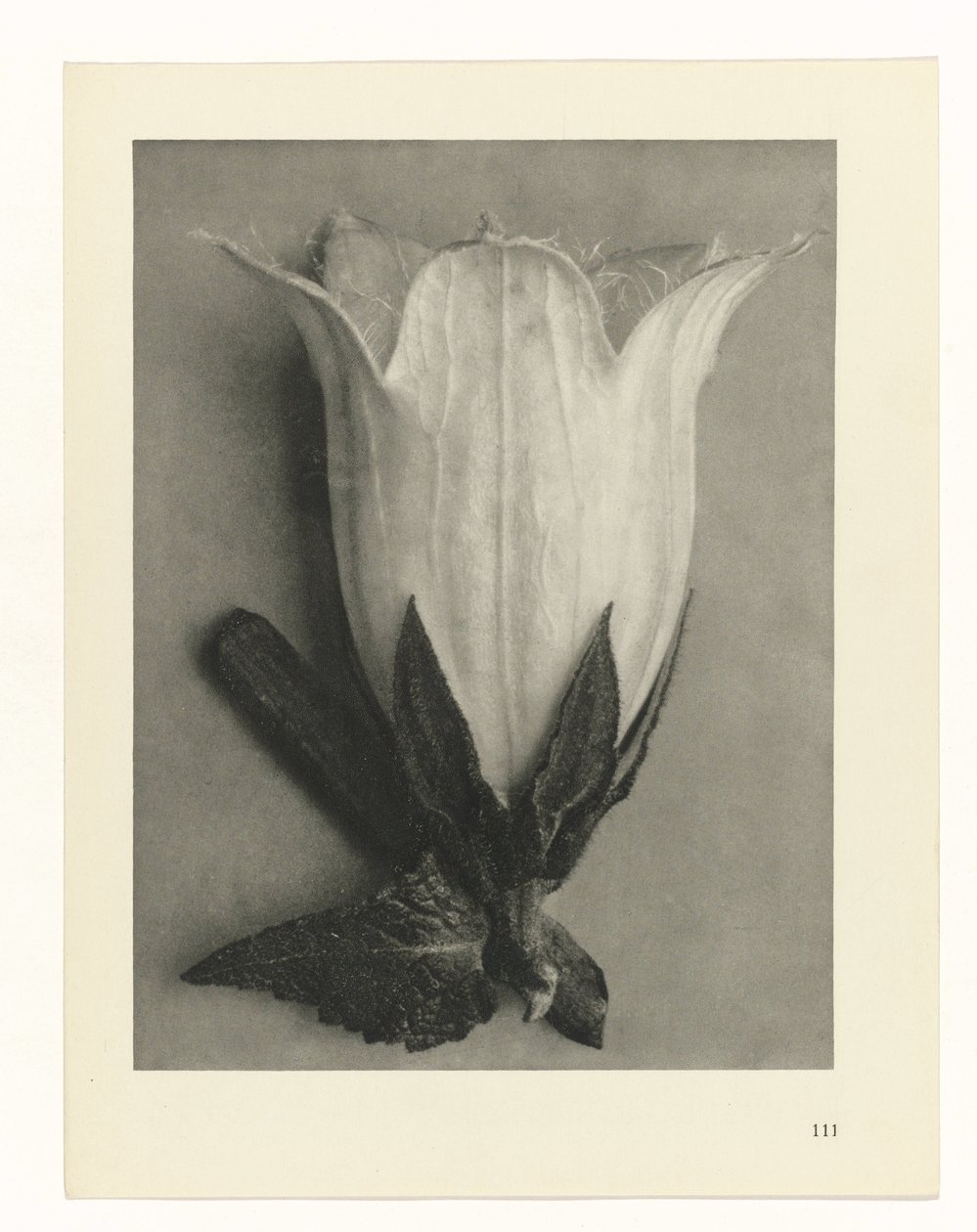 Pflanzenstudien (Urformen der Kunst: photographische Pflanzenbilder) von Karl Blossfeldt