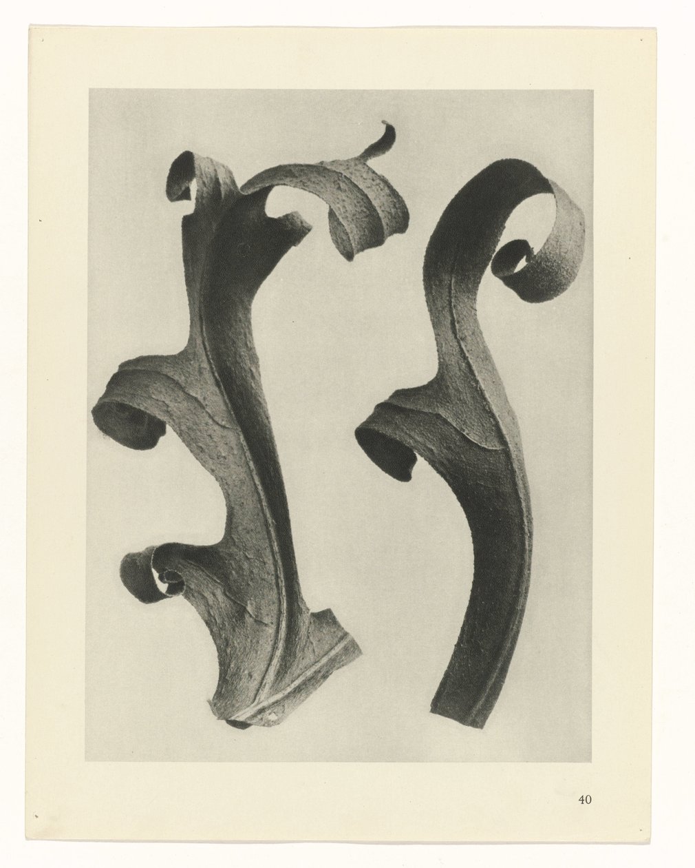 Pflanzenstudien (Urformen der Kunst: photographische Pflanzenbilder) von Karl Blossfeldt