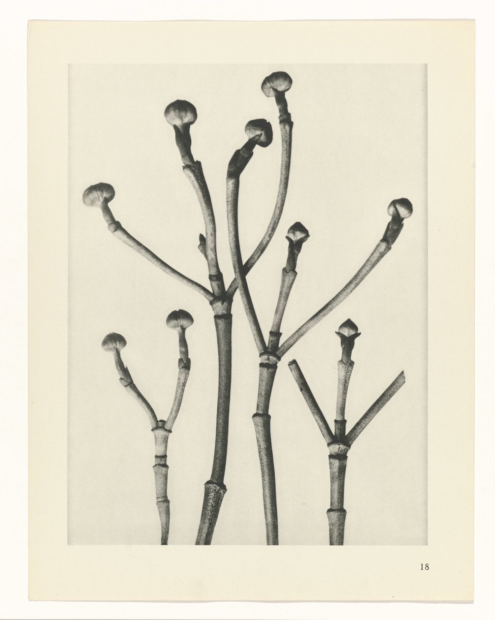 Pflanzenstudien (Urformen der Kunst: photographische Pflanzenbilder) von Karl Blossfeldt