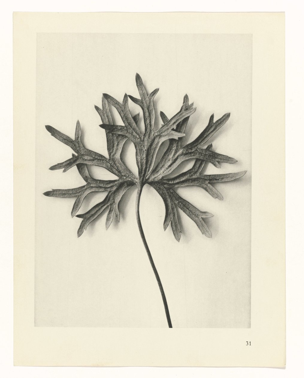 Pflanzenstudien Urformen der Kunst: fotografische Pflanzenbilder (Serientitel) von Karl Blossfeldt