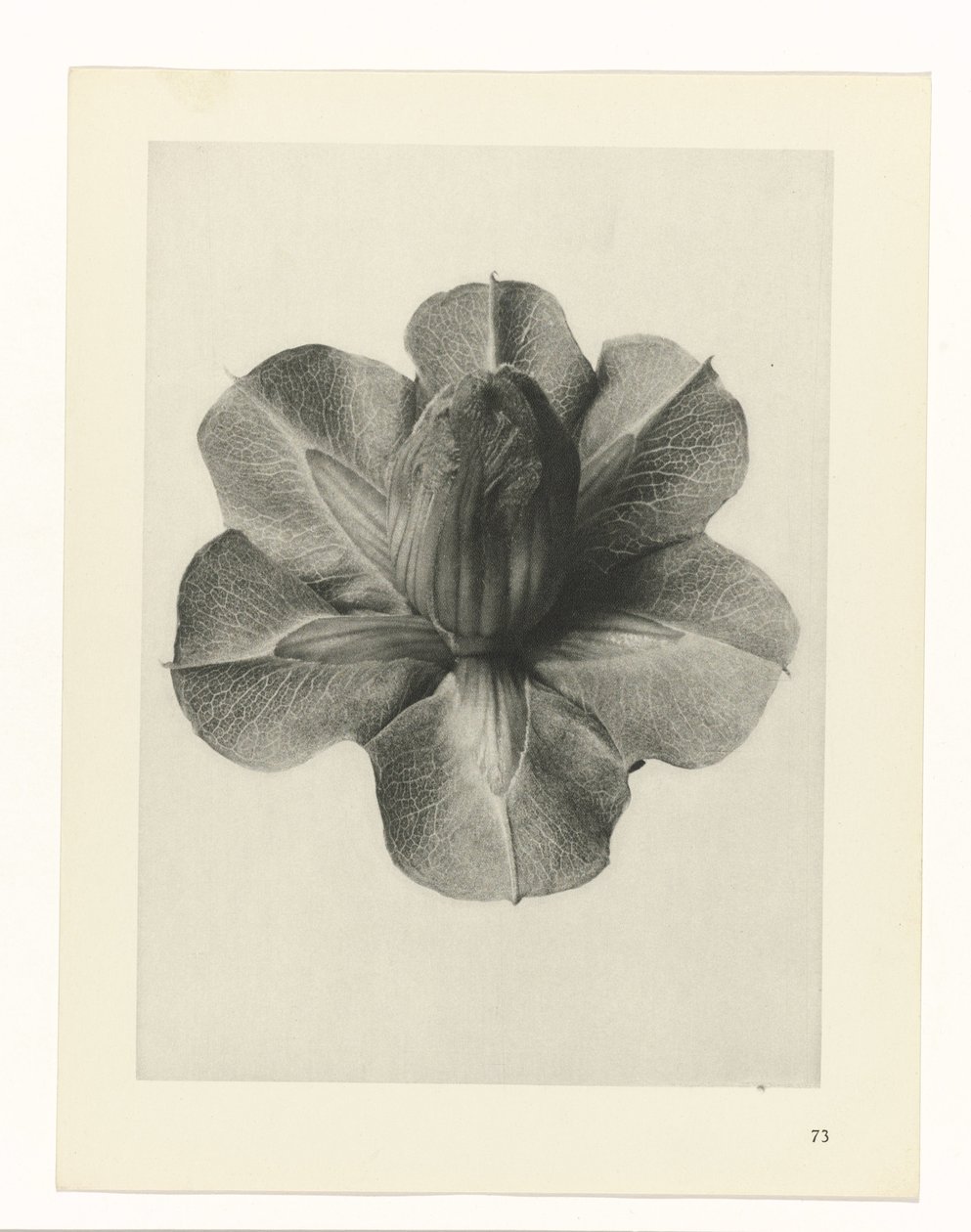 Pflanzenstudien Urformen der Kunst: fotografische Pflanzenbilder (Serientitel) von Karl Blossfeldt