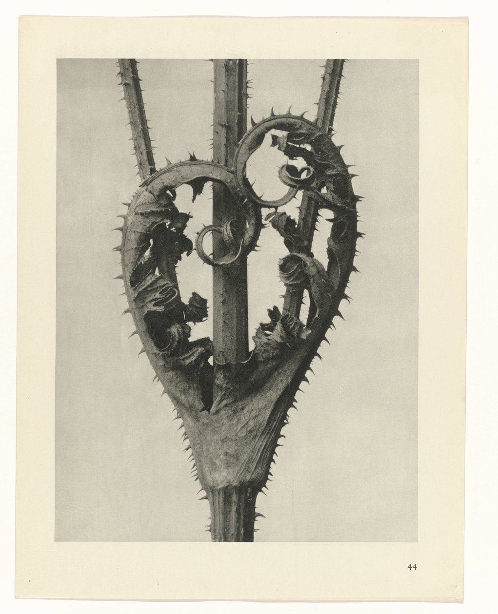 Pflanzenstudien Urformen der Kunst: fotografische Pflanzenbilder (Serientitel) von Karl Blossfeldt