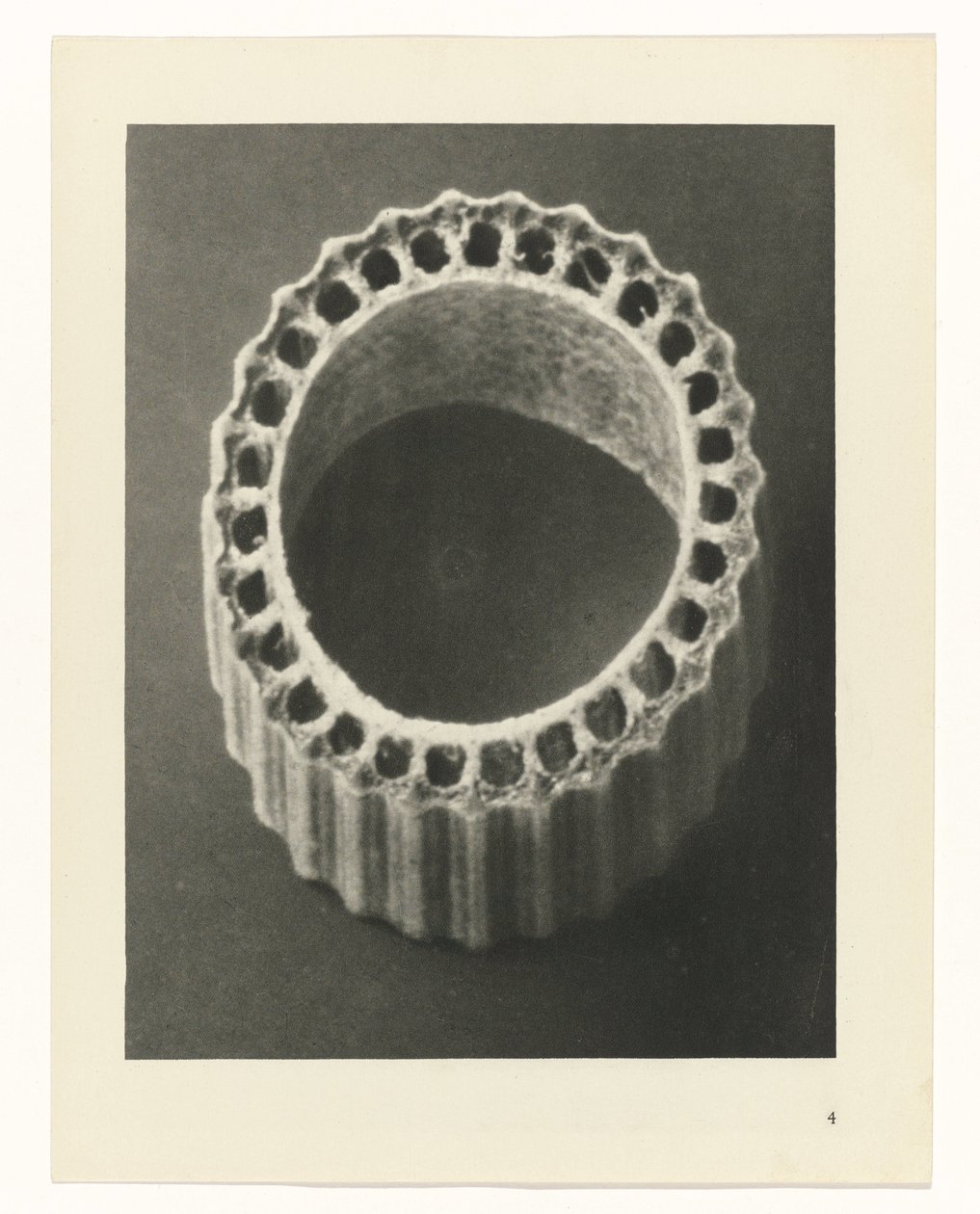 Pflanzenstudien (Urformen der Kunst: photographische Pflanzenbilder) von Karl Blossfeldt
