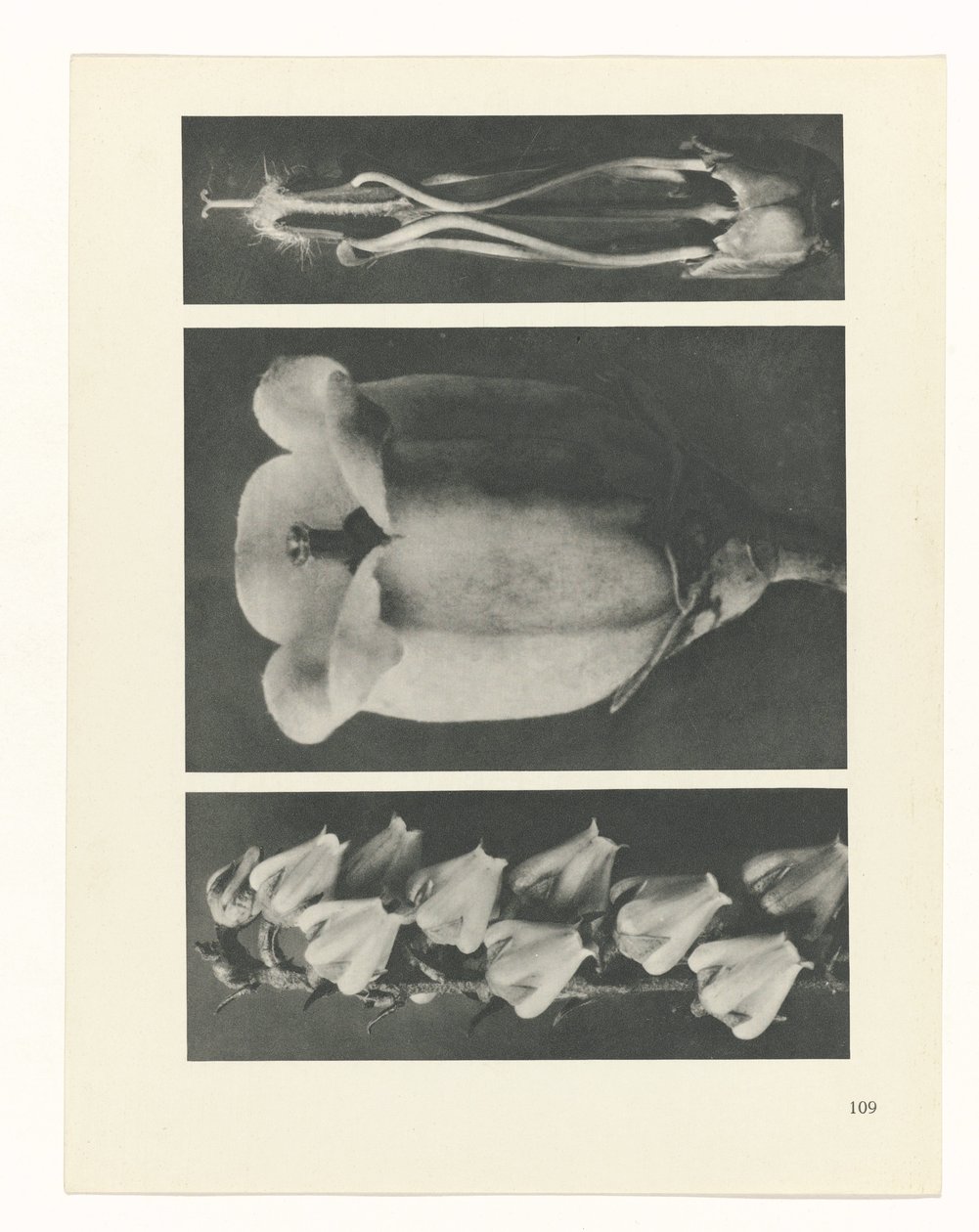 Pflanzenstudie Urformen der Kunst (Serientitel) von Karl Blossfeldt