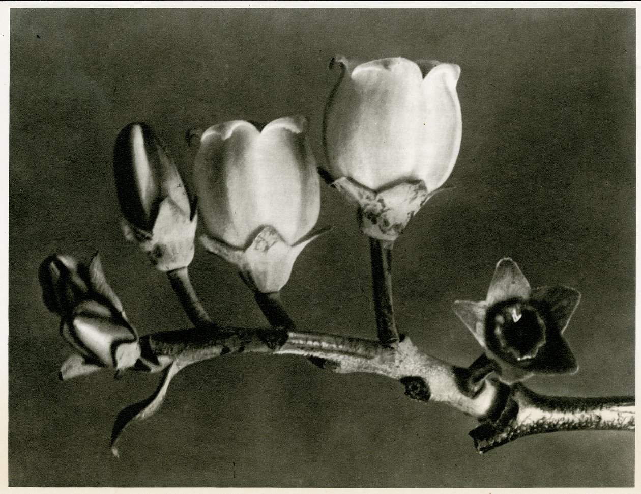 Vaccinium Corymbosum, 1929 von Karl Blossfeldt