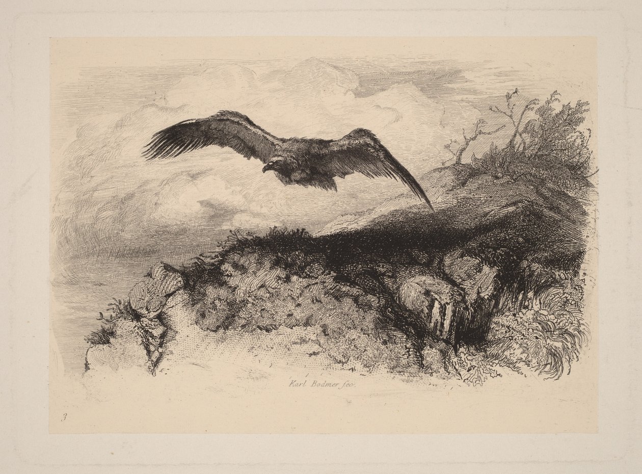 Adler im Flug von Karl Bodmer