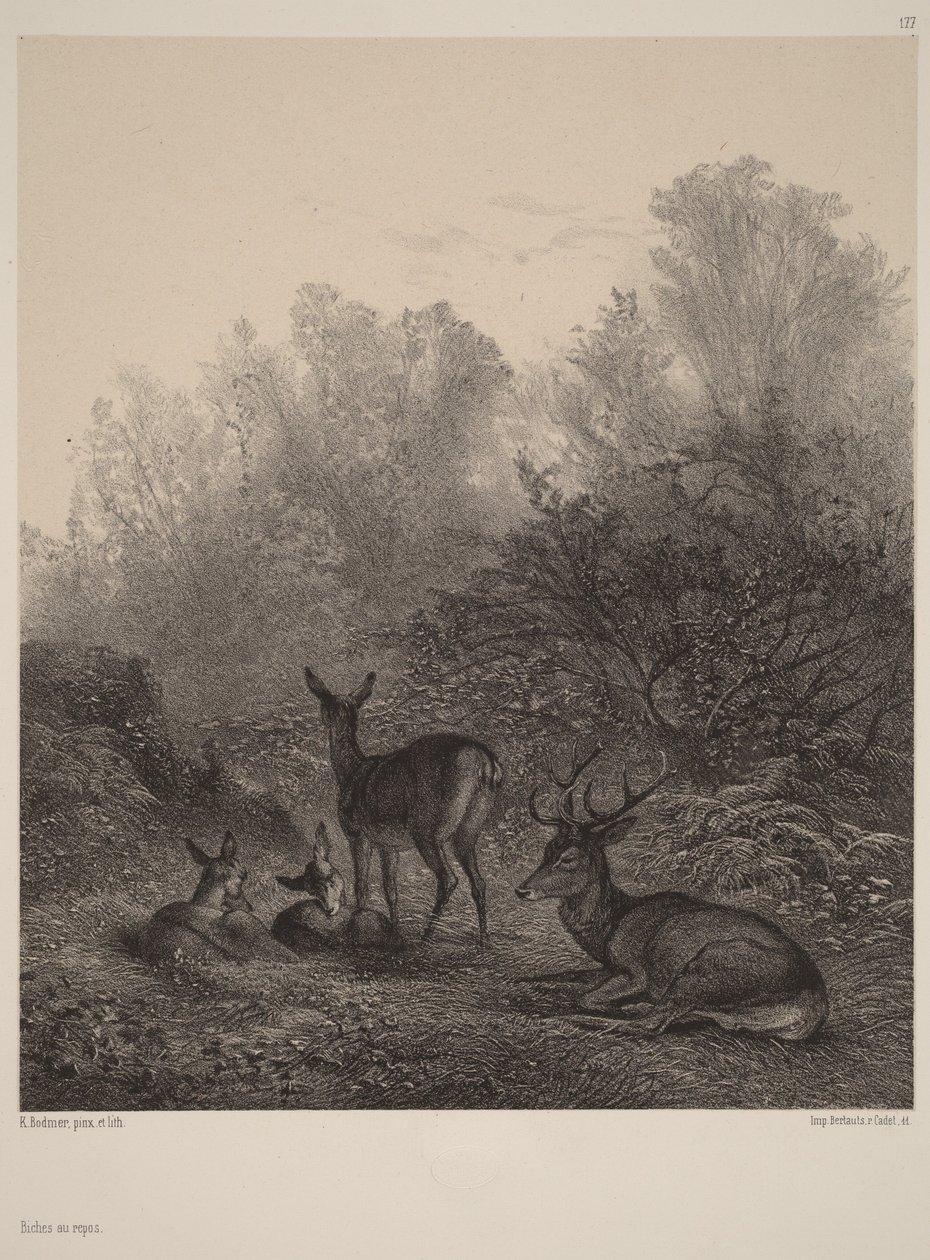 Rehe in Ruhe von Karl Bodmer