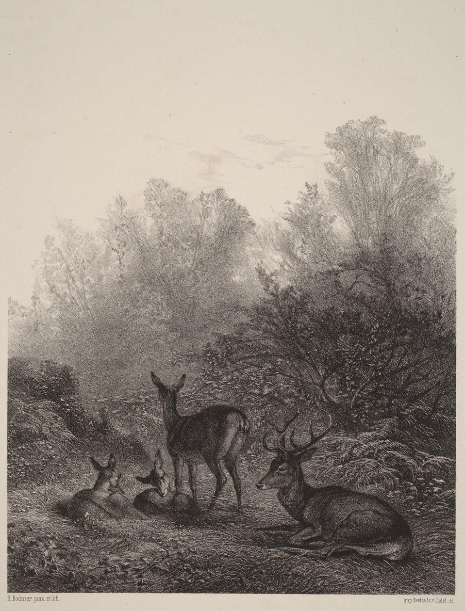 Rehe in Ruhe von Karl Bodmer
