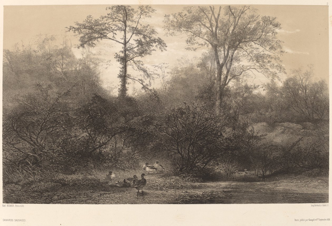 Wilde Enten von Karl Bodmer