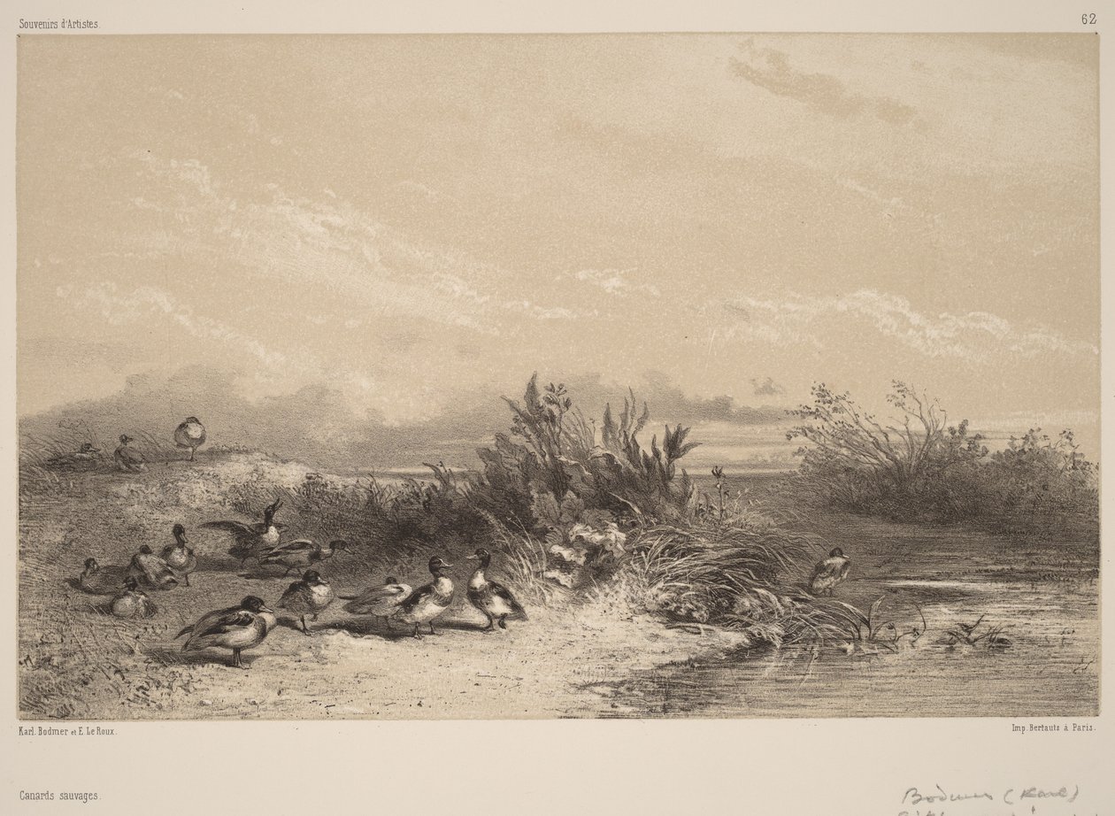 Wilde Enten von Karl Bodmer