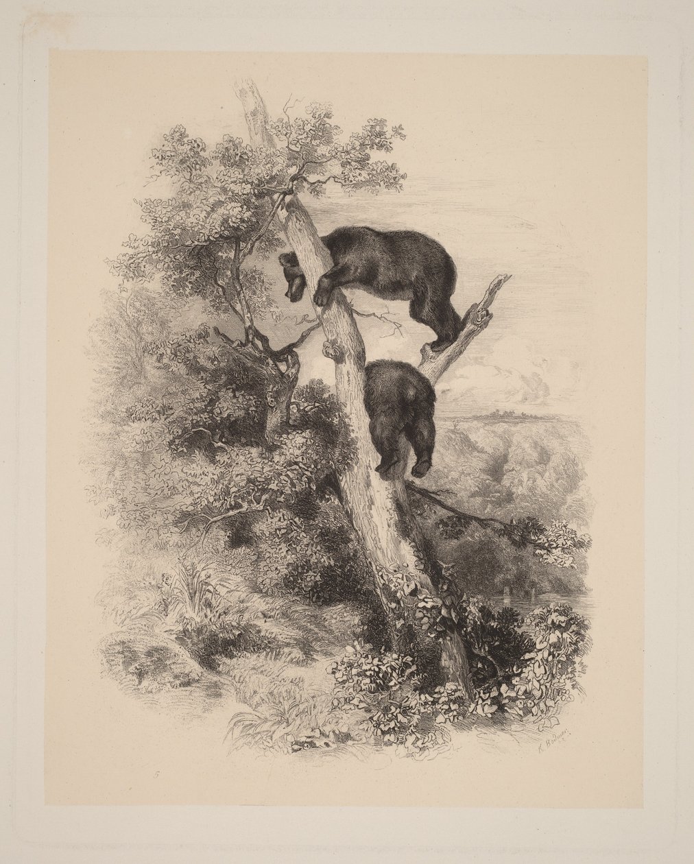 Zwei Bären von Karl Bodmer