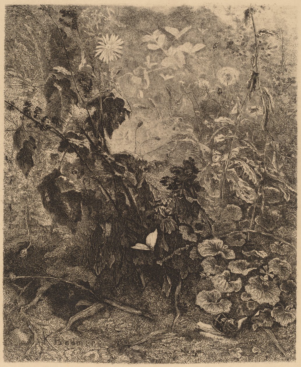 Schnecken und Schmetterlinge von Karl Bodmer