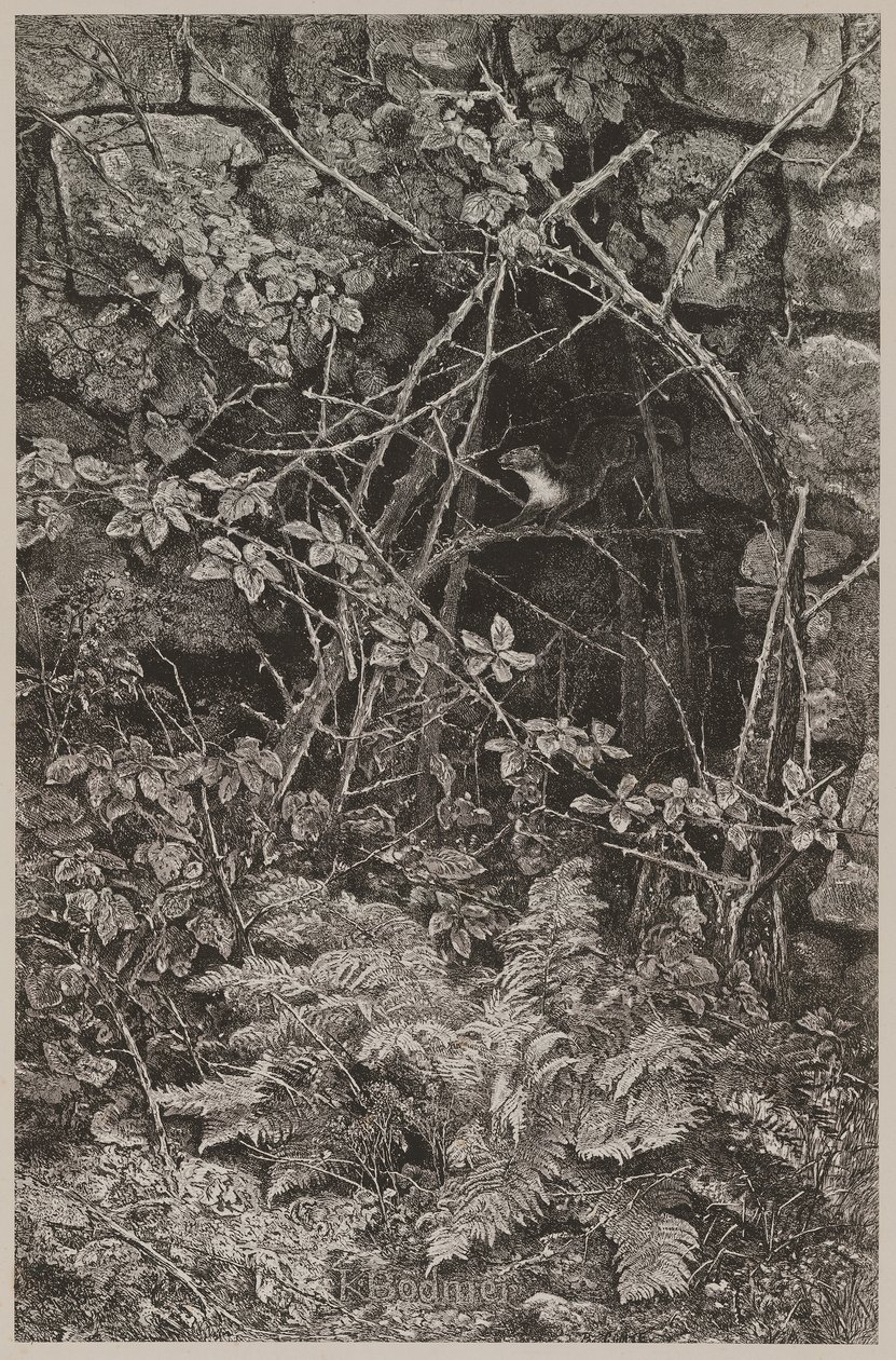 Springender Marder von Karl Bodmer