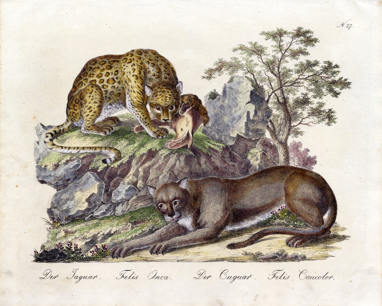Der Jaguar und der Puma von Karl Joseph Brodtmann
