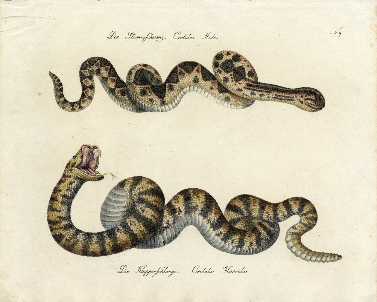 Giftige Schlangen von Karl Joseph Brodtmann