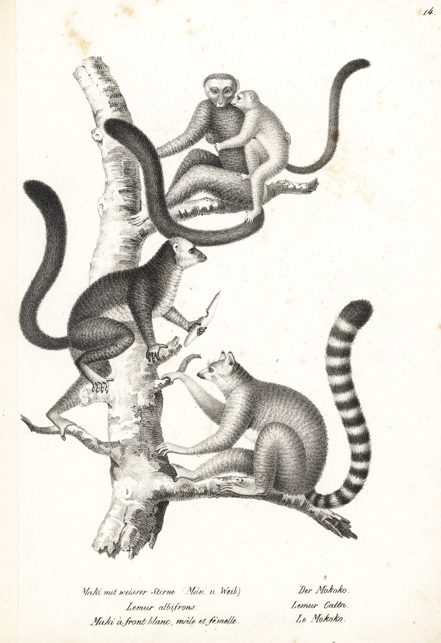Weißkopflemur und Katta von Karl Joseph Brodtmann