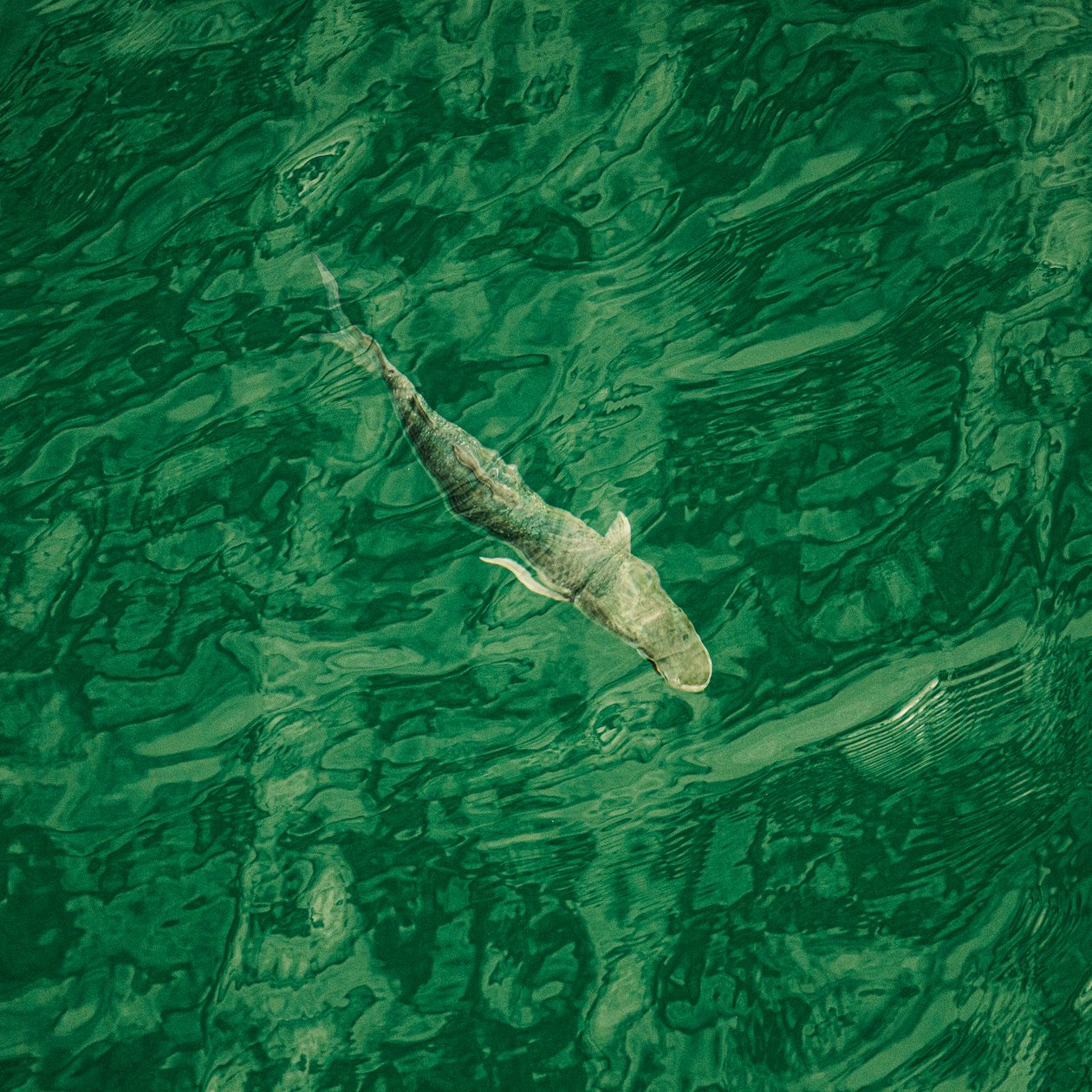 Im tiefen Wasser (rechts), 2021 von Katha Wood