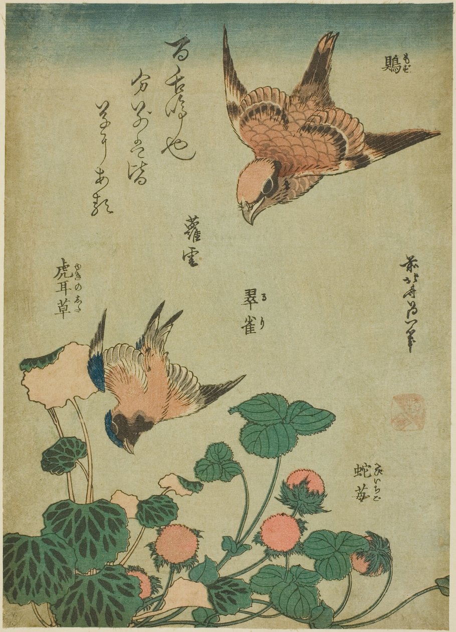 Bullenkopf-Würger und Blauvogel mit Steinbrech und Wilder Erdbeere (Mozu, ruri, yukinoshita, hebi-ichigo), aus einer unbetitelten Serie von Blumen und Vögeln von Katsushika Hokusai