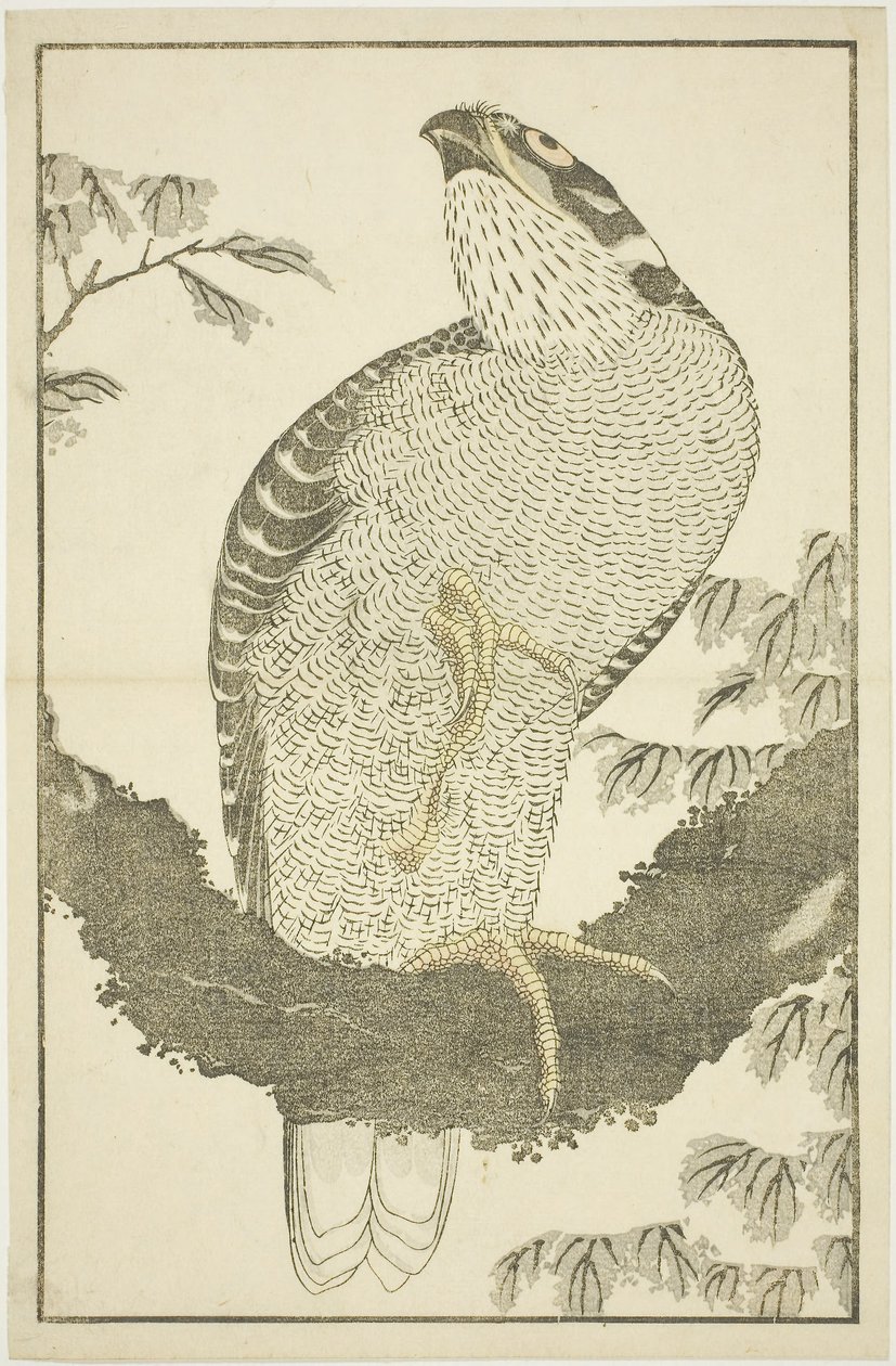 Falke, aus dem Bilderbuch der realistischen Gemälde von Hokusai (Hokusai shashin gafu) von Katsushika Hokusai