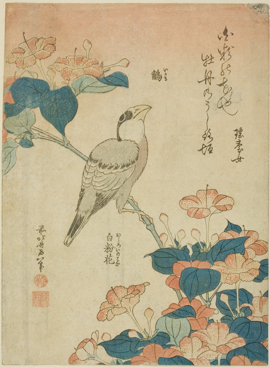 Japanischer Kernbeißer und Wunder von Peru, aus einer unbetitelten Serie von Blumen und Vögeln von Katsushika Hokusai