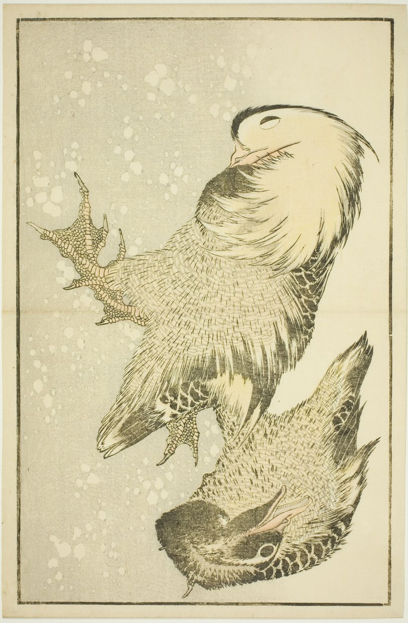 Zwei Wasservögel, aus dem Bilderbuch der realistischen Malereien von Hokusai (Hokusai shashin gafu) von Katsushika Hokusai