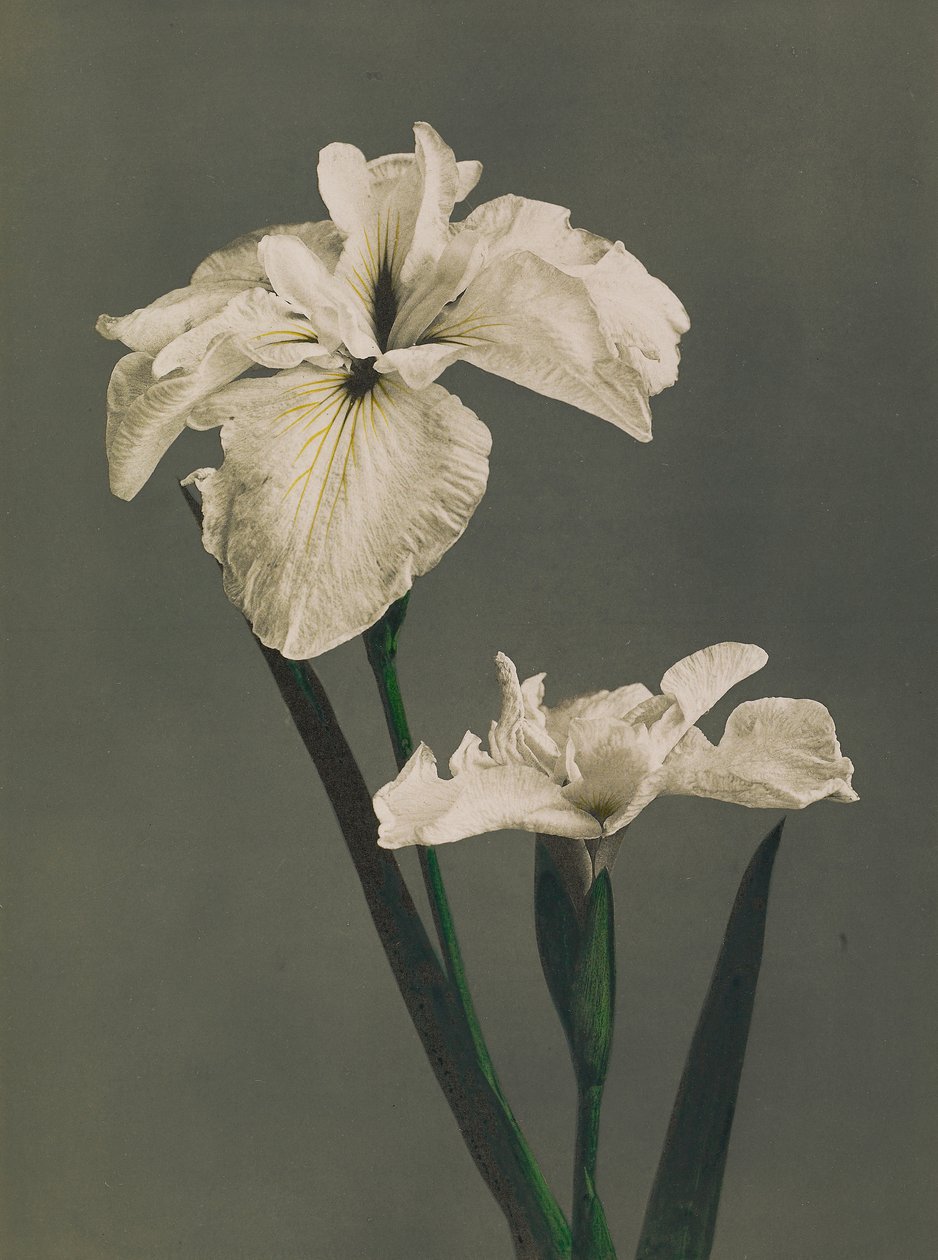 Iris Kaempferi, 1896 von Kazumasa Ogawa
