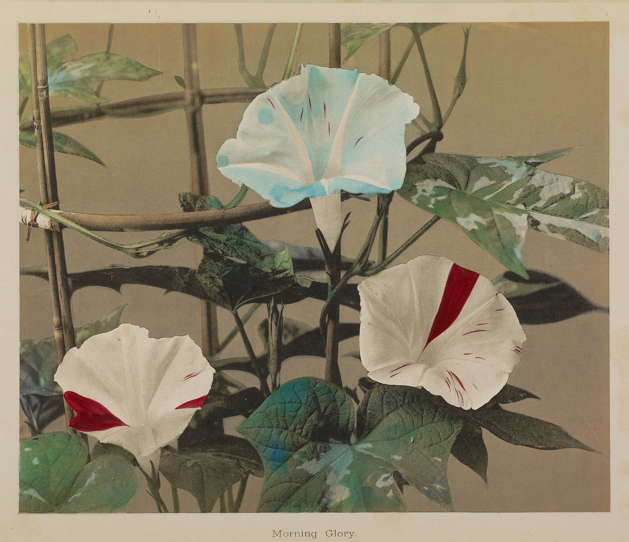 Morgenröte von Kazumasa Ogawa