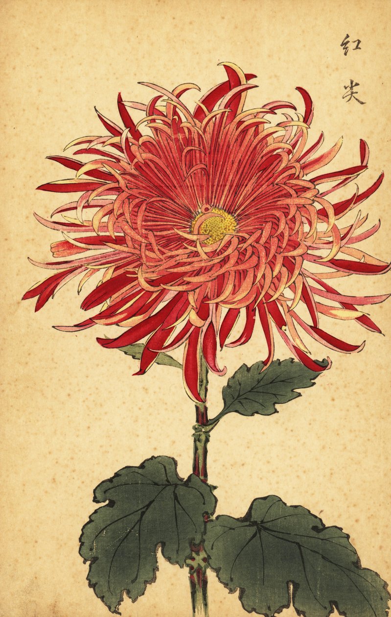 Hybride rosa und purpurrote Chrysantheme, 1893 (Gravur) von Keika Hasegawa