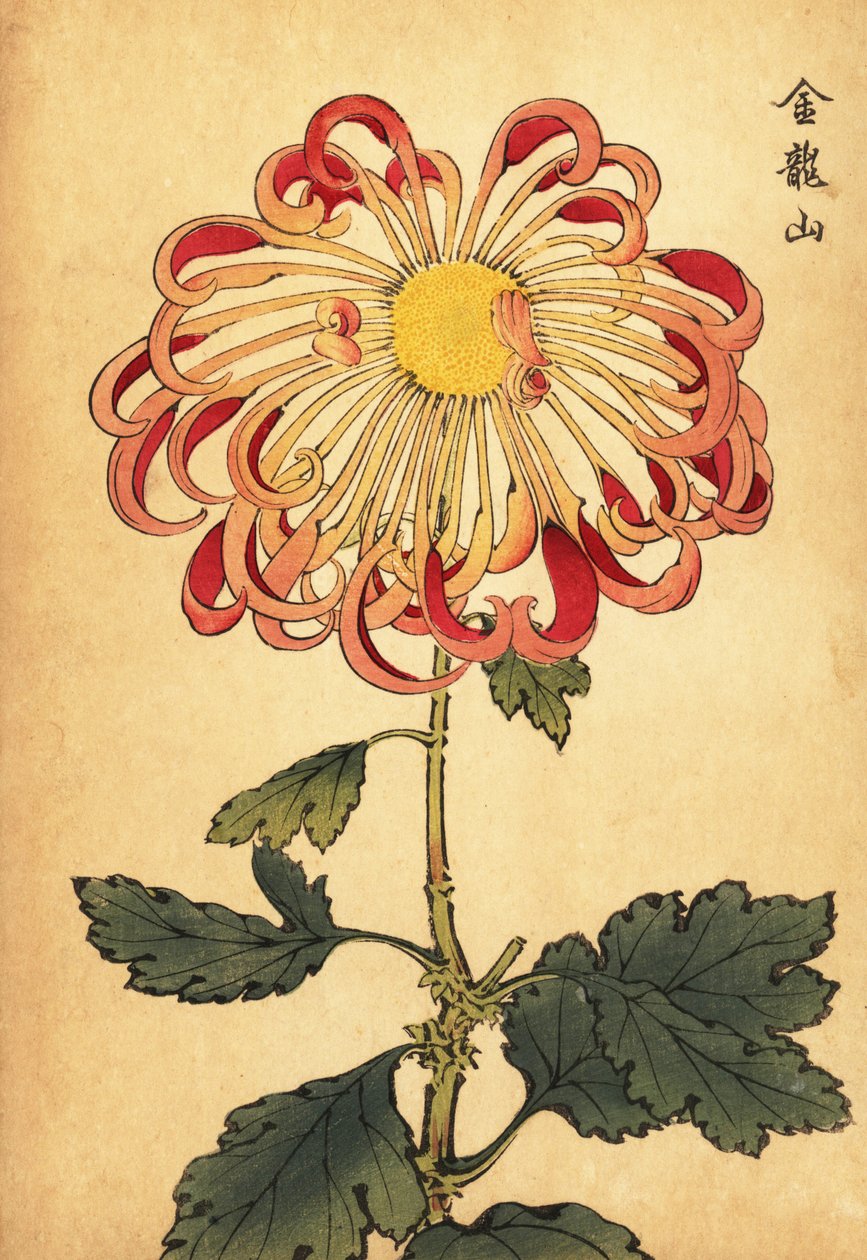 Hybride rosa gekräuselte Löffel-Chrysantheme, 1893 (Gravur) von Keika Hasegawa