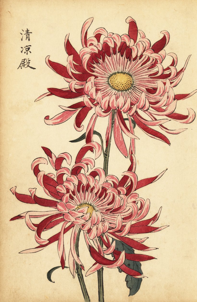 Hybridisierte rosa-scharlachrote Spinnenchrysantheme (Gravur) von Keika Hasegawa