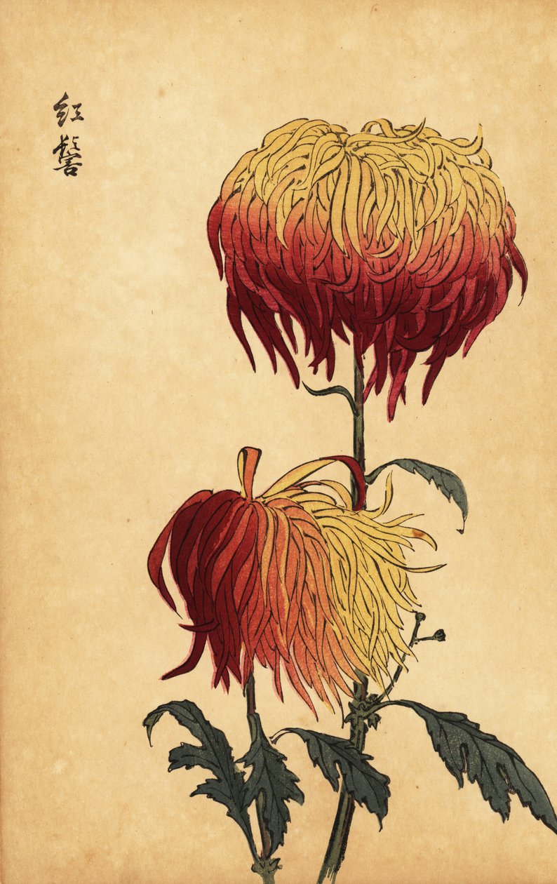 Hybride gelb-orange-rote Chrysantheme (Gravur) von Keika Hasegawa